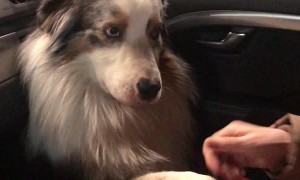 Doggo Wants to Hold Hands