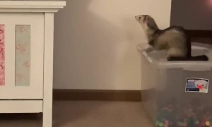 Fearless Ferret Faceplants