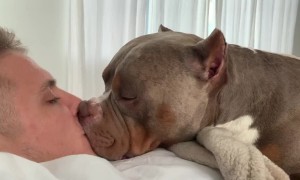 American Bully and owner have next level bromance