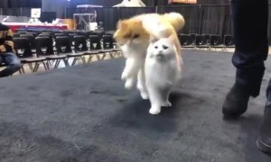 These cats have been trained to repeatedly jump over each other