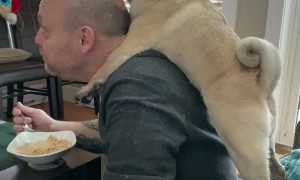 Pug Cleans Dad's Bald Head