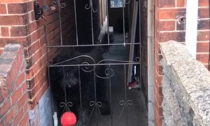 Being fenced in won't stop this pup from playing fetch with strangers