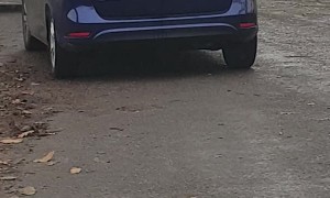 Mischievous Monkey Gets Rough with Car's Roof