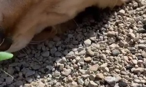 Golden Doggo Befriends Summer Bug