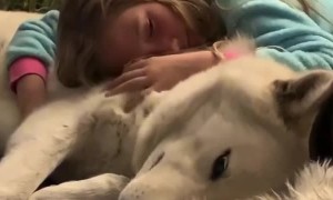Bedtime snuggles between little girl and her gentle wolfdog