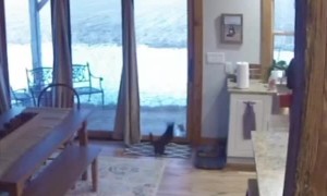 Kitty Faceplants Trying to Play With Friend