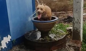 Doggo Having Fun in a Fountain