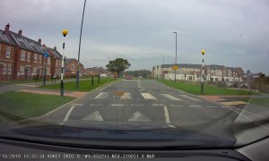 Clever Cat Uses Crosswalk