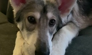 Cute Pup Enjoys His Tasty Treat