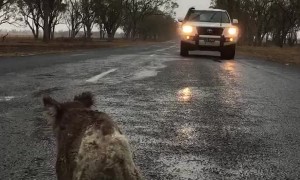 Thirsty Koala Drinks Rainwater off Road