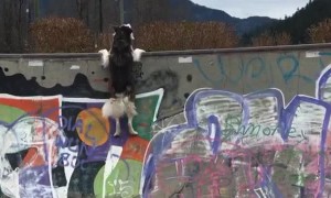 Husky Tries to Hang On