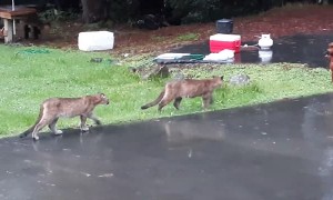 Two Mountain Lions Walk Through Yard
