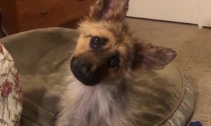 Check out this puppy's head tilts to dogs barking the Darth Vader theme song