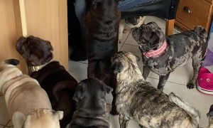 Pack of Pugs Wait Their Turn