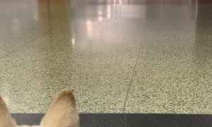 Super Excited Doggo Dives in for Airport Reunion