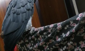 Parrot Mews Like a Cat