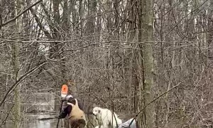 Great Pyrenees Rescued from Flooded Creek