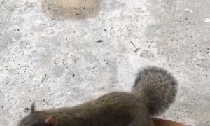 Trained Service Dog Keeps Calm to Curious Squirrel