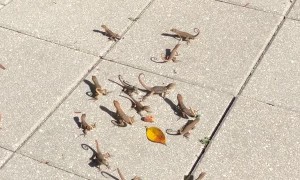 Sharing Lunch with Cute Florida Lizards