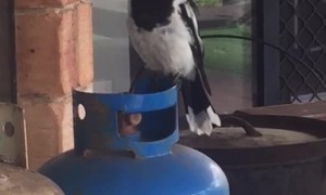 Butcherbird Sings Beautiful Song