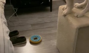 Pup is Confused When Stairs Don't Connect