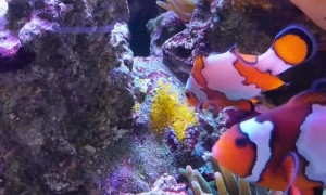 Clownfish Watches over Clutch of Eggs