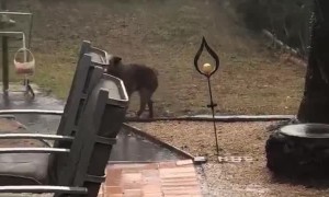 Doggo Excitedly Chases after Rain