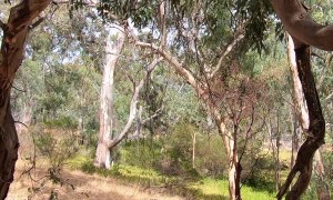 Juvenile Kookaburra Learning How to Laugh