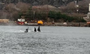 Orca Squad Swimming in Unison Near Ketchikan Bay