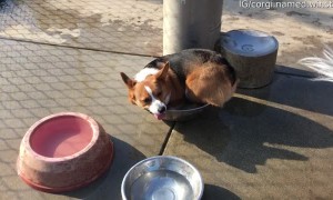 Winston Claims the Water Bowl