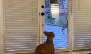 Super Happy Dog Slaps Tail From Side to Side