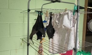 Bat Makes Itself Big