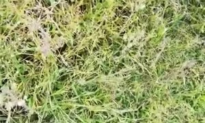 Lion Latches onto Man's Arm