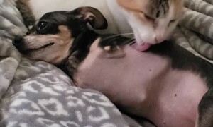 Cat Helps Chihuahua Keep Clean