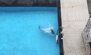 Monkey Antics in the Pool