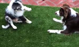 Excited Puppy Loses his Balance