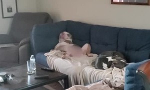 Dog Relaxes after Hard Day