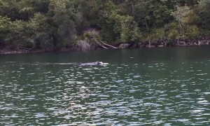 Southern Right Whale up River in Sydney