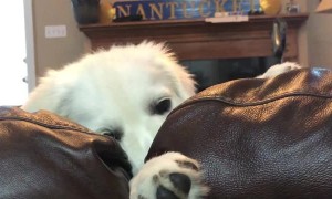 Impatient Puppy Misses her Sister