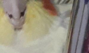 Angry Chonky Bird Protects her Spot