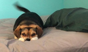 Adorable Doggo Patiently Waits for Food