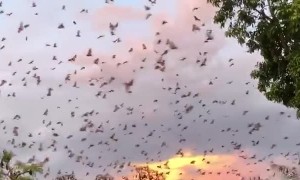 Flying Foxes Fill Evening Sky