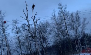 Eagle Picks Up a Pike