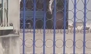 Escape Artist Doggo Climbs Gate to Freedom