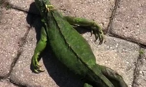 Warming up a Freezing Iguana