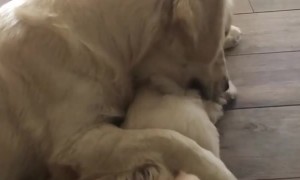 Golden Retriever preciously cuddles little puppy
