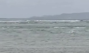 Big Bull-Shark Stuck on Sand Bar