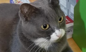 Cat Has Weird Reaction to Comb