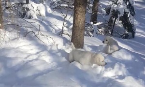 Puppies Play in Powdery Snow