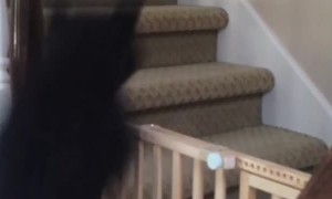 Dog Springs Over Staircase Gate With Ease